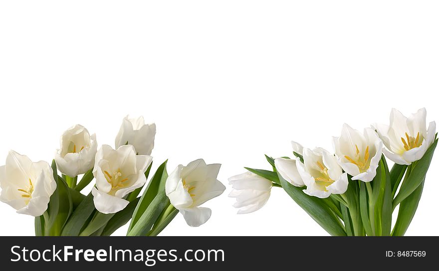 White tulips on a white background