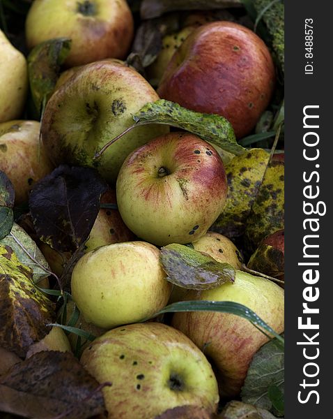 Close-up of freshly fallen apples laying in the grass