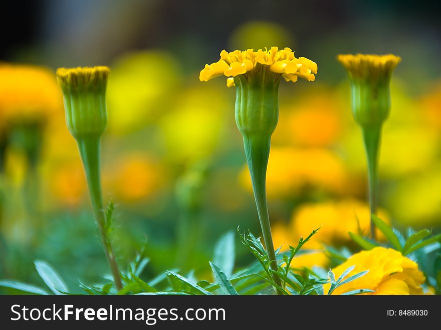 Marigold flowers in a lovely garden