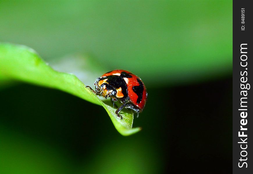A picture of red ladybug on a leaf, photo take at a garden. A picture of red ladybug on a leaf, photo take at a garden.