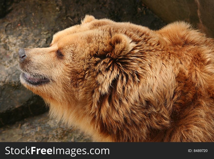 Portrait of brown bear in zoo