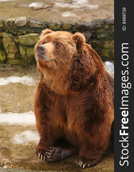 Portrait of brown bear in zoo