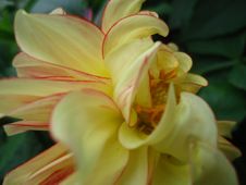Dahlia Flower. Royalty Free Stock Photos Dahlia Flower. Royalty Free Stock Photos