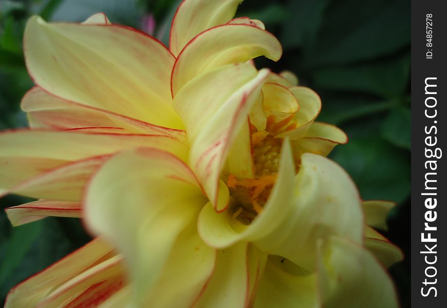 Dahlia Flower.