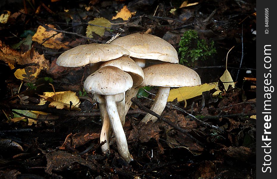 Fungi of the genus Hypholoma are quite well known due to the commonness of sulphur tuft on stumps in temperate woodlands.