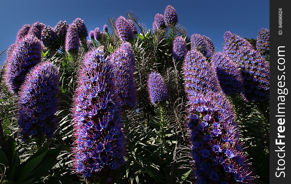 Echium candicans, commonly known as pride of Madeira, is a species of flowering plant in the family Boraginaceae, native to the island of Madeira. It is a large herbaceous Perennial subshrub, growing to 1.5–2.5 m. Echium candicans, commonly known as pride of Madeira, is a species of flowering plant in the family Boraginaceae, native to the island of Madeira. It is a large herbaceous Perennial subshrub, growing to 1.5–2.5 m.