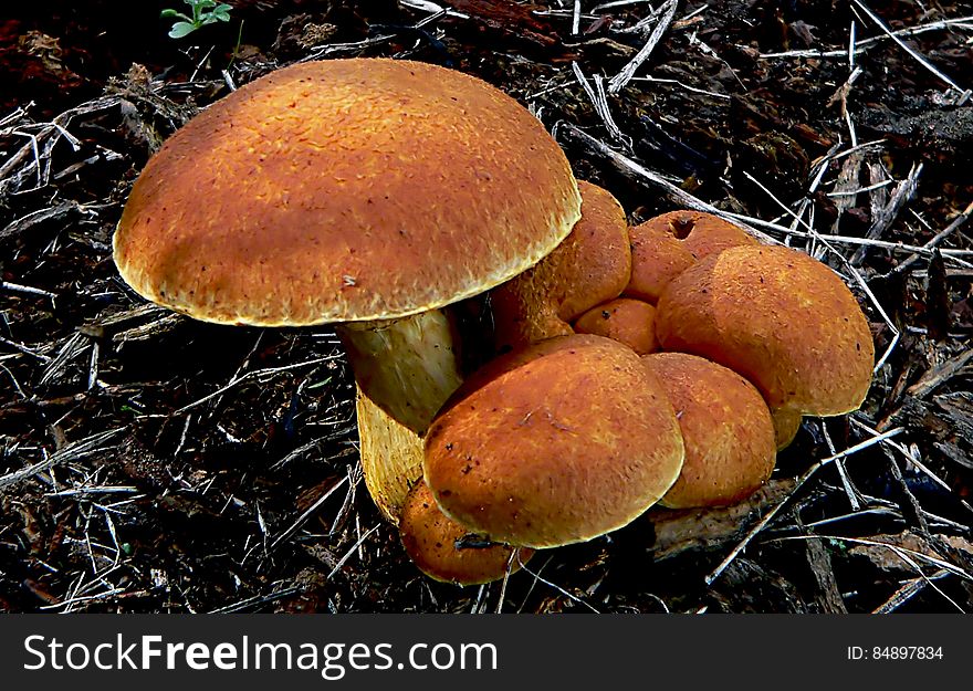 A fungus of the genus Boletus, having an umbrella-shaped cap with spore-bearing tubules on the underside and including both edible and poisonous species. A fungus of the genus Boletus, having an umbrella-shaped cap with spore-bearing tubules on the underside and including both edible and poisonous species.