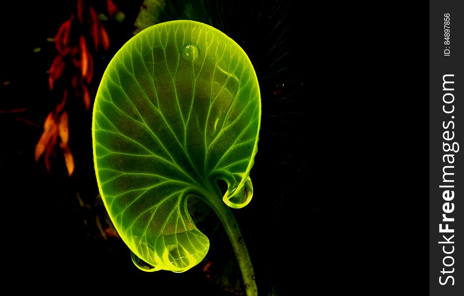 Kidney Fern New Zealand.