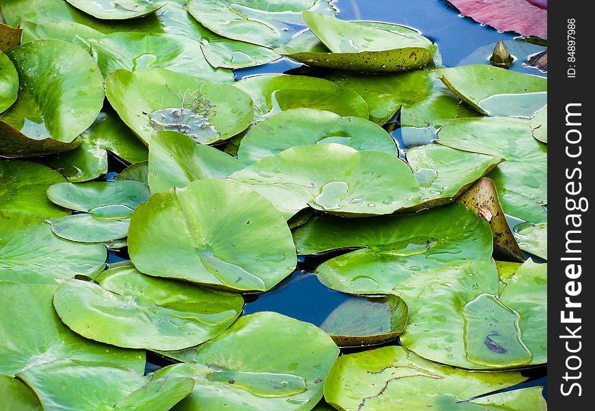 Floating Lily Pads