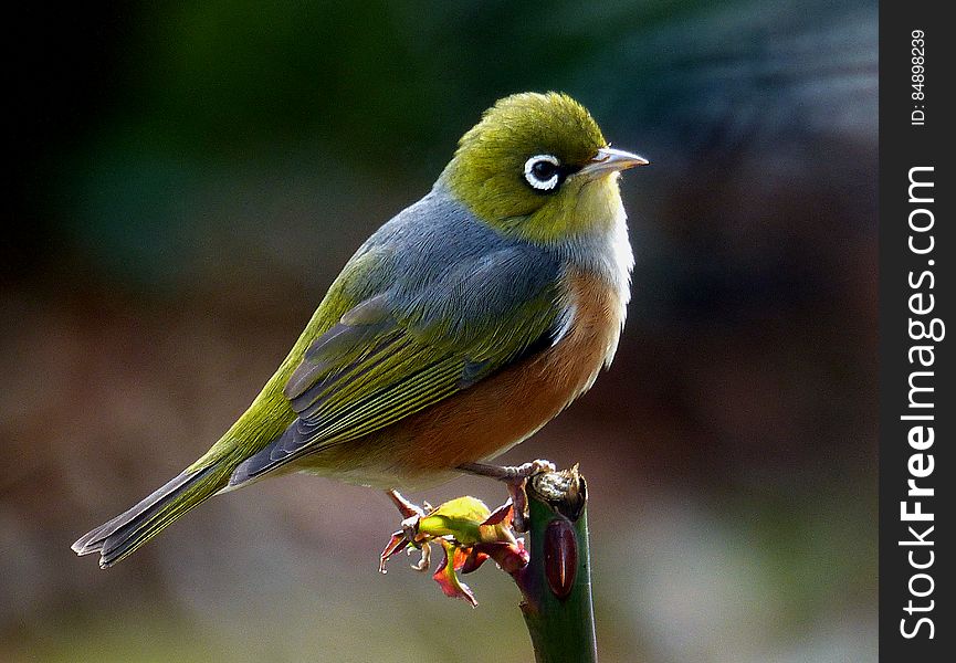 The silvereye has a wide distribution throughout New Zealand. They can be found from sea level to above the tree line but they are not abundant in deep forest or open grassland. Slightly smaller than a sparrow, the silvereye is olive-green with a ring of white feathers around the eye. Males have slightly brighter plumage than females. They have a fine tapered bill and a brush tipped tongue like the tui and bellbird. Silvereyes mainly eat insects, fruit and nectar. The silvereye was first recorded in New Zealand in 1832 and since there is no evidence that it was artificially introduced, it is classified as a native species. Its MÄori name, tauhou, means &#x27;stranger&#x27; or more literally &#x27;new arrival&#x27;. Soun. The silvereye has a wide distribution throughout New Zealand. They can be found from sea level to above the tree line but they are not abundant in deep forest or open grassland. Slightly smaller than a sparrow, the silvereye is olive-green with a ring of white feathers around the eye. Males have slightly brighter plumage than females. They have a fine tapered bill and a brush tipped tongue like the tui and bellbird. Silvereyes mainly eat insects, fruit and nectar. The silvereye was first recorded in New Zealand in 1832 and since there is no evidence that it was artificially introduced, it is classified as a native species. Its MÄori name, tauhou, means &#x27;stranger&#x27; or more literally &#x27;new arrival&#x27;. Soun