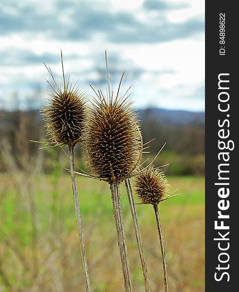 Teasel &#x28;Dipsacus&#x29;, Warren County, within the Honey Run Wildlife Management Area. I&#x27;ve licensed this photo as CC0 for release into the public domain. You&#x27;re welcome to download the photo and use it without attribution. Teasel &#x28;Dipsacus&#x29;, Warren County, within the Honey Run Wildlife Management Area. I&#x27;ve licensed this photo as CC0 for release into the public domain. You&#x27;re welcome to download the photo and use it without attribution.