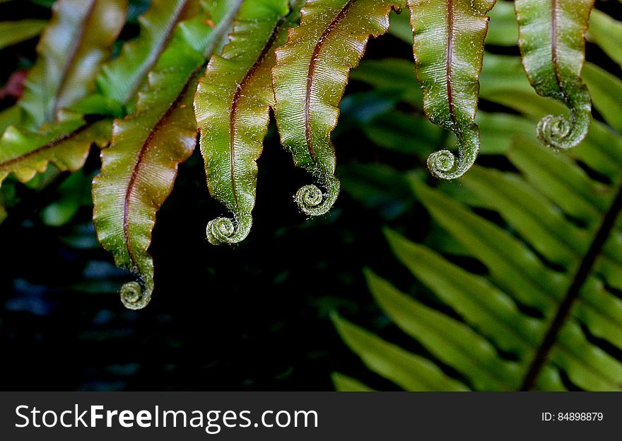 Ferns are mostly a tropical group, and New Zealand has an unusually high number of species for a temperate country. We have about 200 species, ranging from ten-metre-high tree ferns to filmy ferns just 20 millimetres long. About 40 per cent of these species occur nowhere else in the world. Ferns are mostly a tropical group, and New Zealand has an unusually high number of species for a temperate country. We have about 200 species, ranging from ten-metre-high tree ferns to filmy ferns just 20 millimetres long. About 40 per cent of these species occur nowhere else in the world.