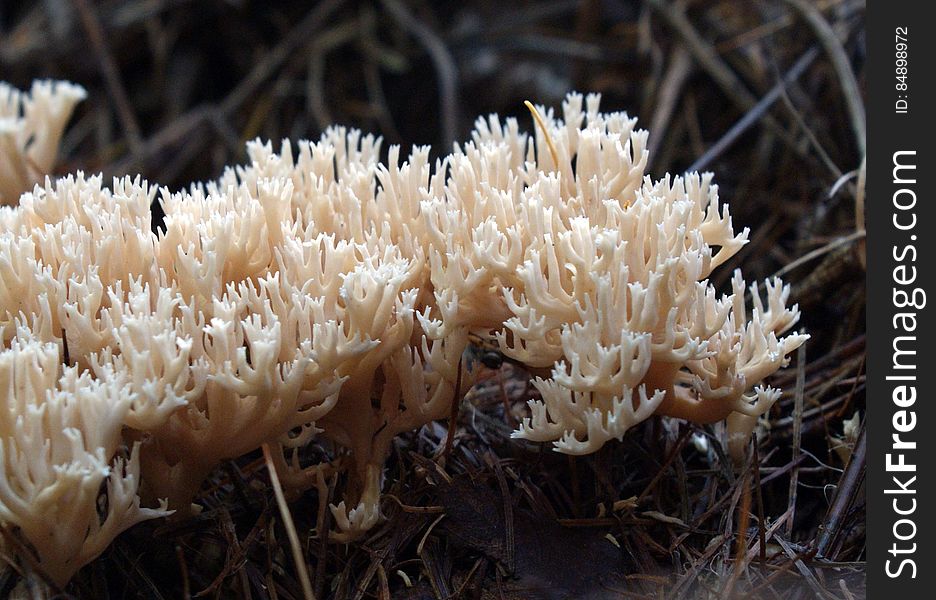 Coral Fungi &x28;Clavaniaceae&x29;