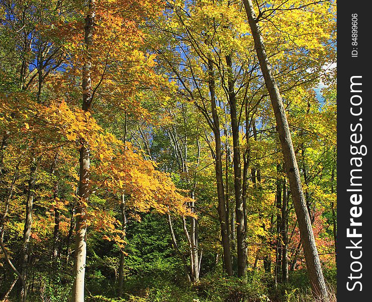 Northern hardwood forest, Monroe County, within State Game Land 168. I&#x27;ve licensed this photo as CC0 for release into the public domain. You&#x27;re welcome to download the photo and use it without attribution. Northern hardwood forest, Monroe County, within State Game Land 168. I&#x27;ve licensed this photo as CC0 for release into the public domain. You&#x27;re welcome to download the photo and use it without attribution.