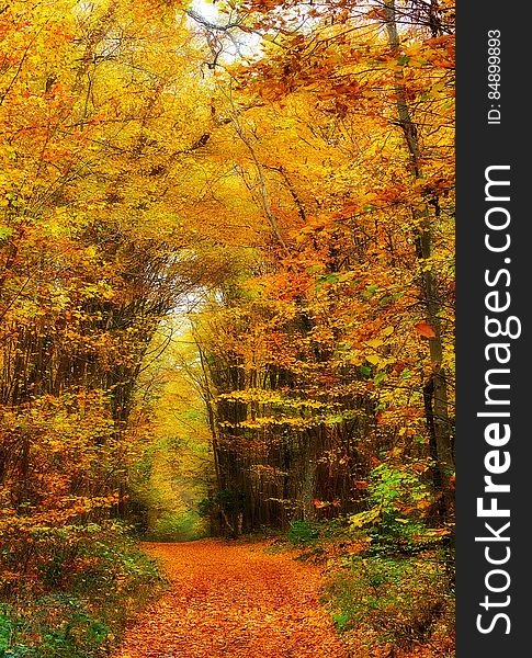 Orange path through Autumn woods with sunlit orange and yellow leaves about to fall.