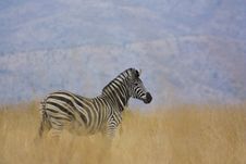 Zebra In Natural Habitat Stock Photo Zebra In Natural Habitat Stock Photo