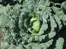 Savoy Cabbage Head Royalty Free Stock Photography Savoy Cabbage Head Royalty Free Stock Photography