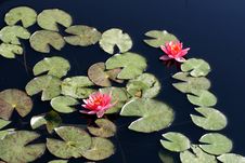 Water Lilies Royalty Free Stock Images Water Lilies Royalty Free Stock Images
