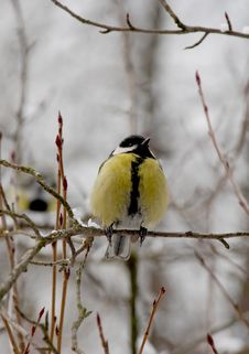 Free Titmouse Royalty Free Stock Images - 8493659