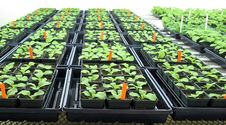 Greenhouse Royalty Free Stock Image Greenhouse Royalty Free Stock Image