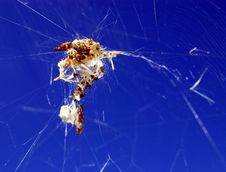 Trash Spider In Trash Web, Blue Background Stock Photos