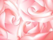 Pink Rose Royalty Free Stock Photography Pink Rose Royalty Free Stock Photography