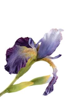 Artificial Iris Royalty Free Stock Image Artificial Iris Royalty Free Stock Image