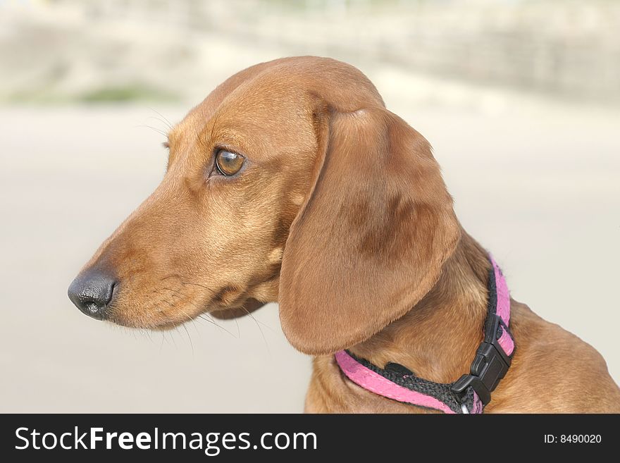 A side shot of the head of a smooth haired Dachshund. A side shot of the head of a smooth haired Dachshund