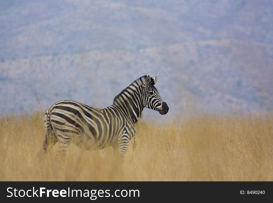 A Female Plains Zebra standing on a hill in her natural African habitat. A Female Plains Zebra standing on a hill in her natural African habitat.