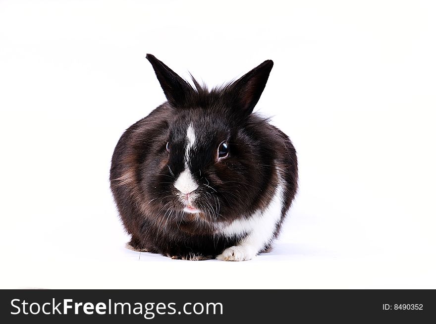 Black and white little easter hare on white background