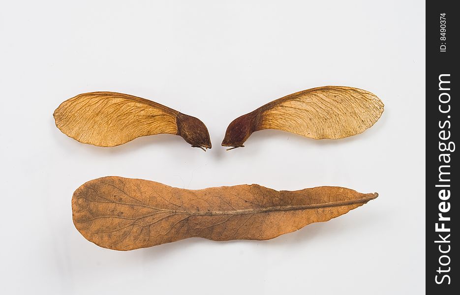 Closeup of dry maple seeds on white background