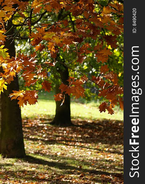 Trees in autumn in a french park in north of France