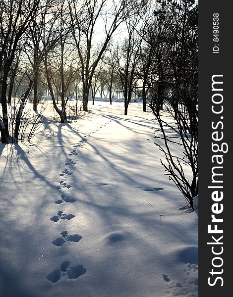 Trace of an animal against snow. Trace of an animal against snow