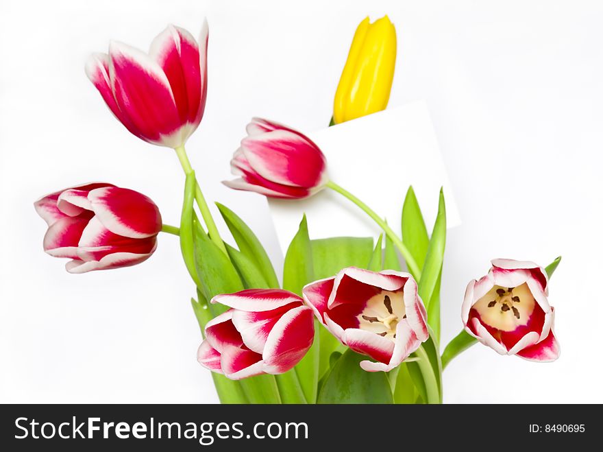Bouquet from beautiful tulips with card for message isolated on white background