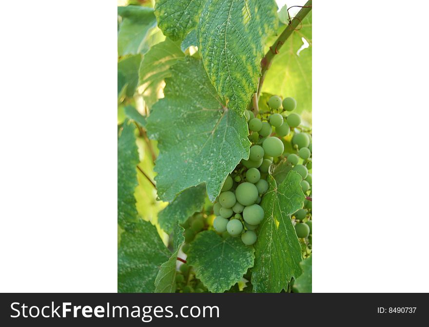 Unripened house grapes. In Kabardino-Balkariya such grapes grows almost at each house, in a court yard. It is a good homemade wine!. Unripened house grapes. In Kabardino-Balkariya such grapes grows almost at each house, in a court yard. It is a good homemade wine!