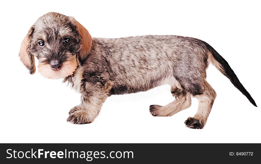 Small dachshund on white background