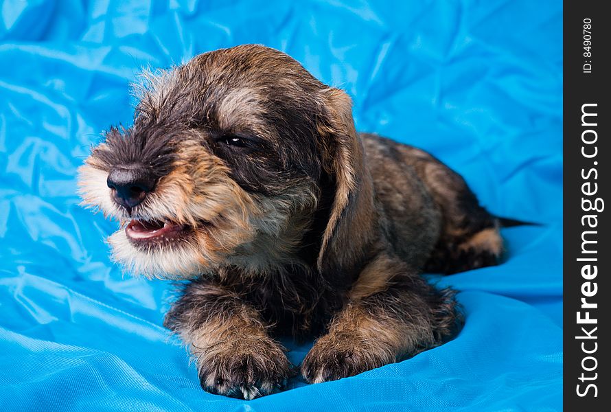 Small dachshund lying on blue cover with open mouth. Small dachshund lying on blue cover with open mouth