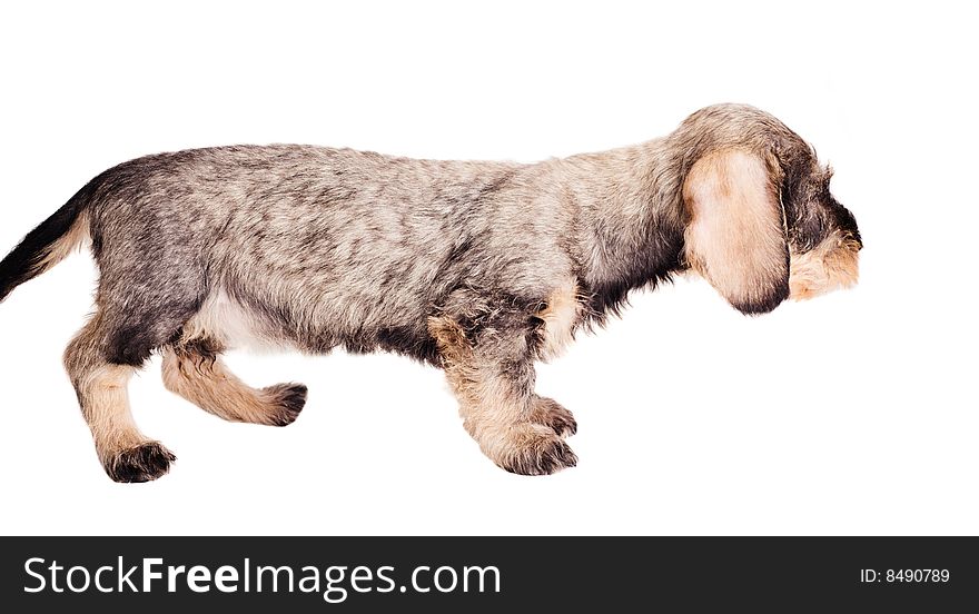 Small Dachshund On White Background