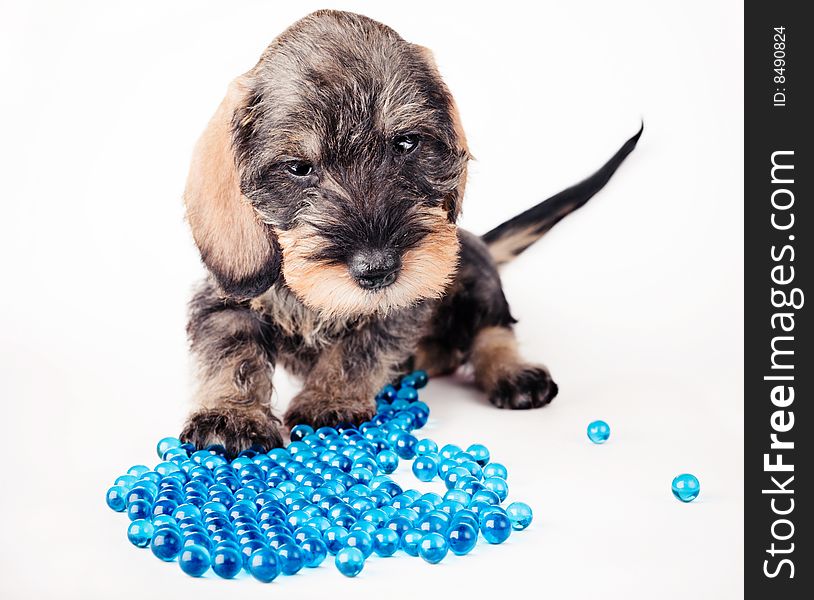 Small dachshund with a heap of glass balls