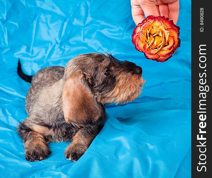 Small dachshund smelling a rose on blue cover. Small dachshund smelling a rose on blue cover