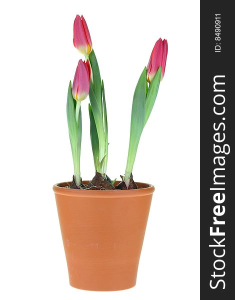 Three tulips on a white background. Three tulips on a white background.