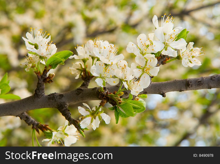 Beautiful apricot blossom