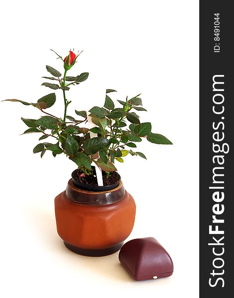 Little Red Rose in a Pot, isolated with a shadow