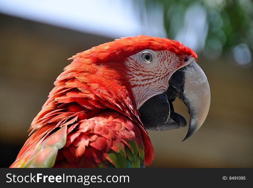 A tropical parrot is in the rays of a sun