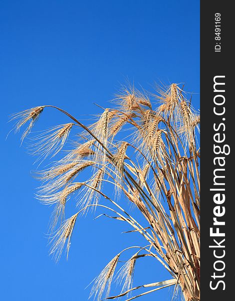 Wheat stems against a blue sky. Wheat stems against a blue sky.
