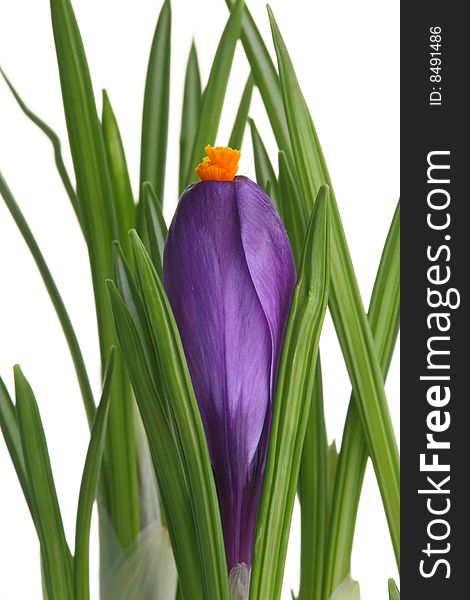 Blue crocus on a white background. Blue crocus on a white background.