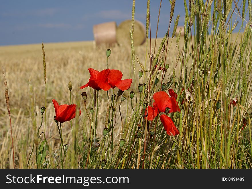 Poppies In Summer