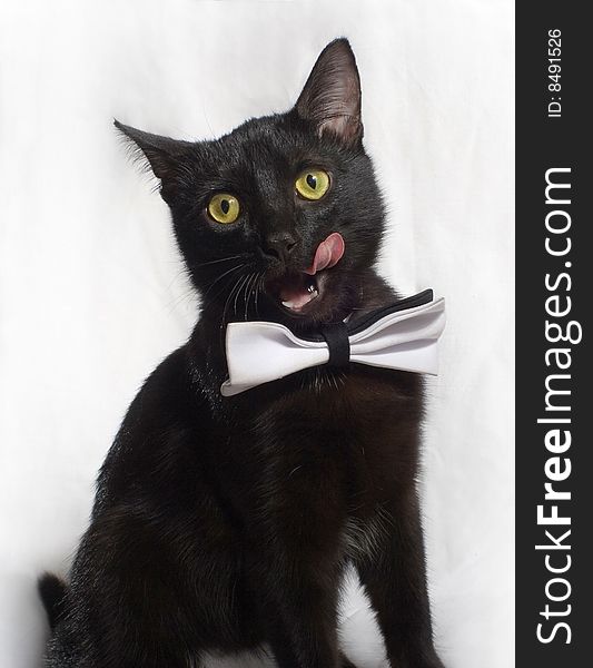 Cat with white tie sits on white background