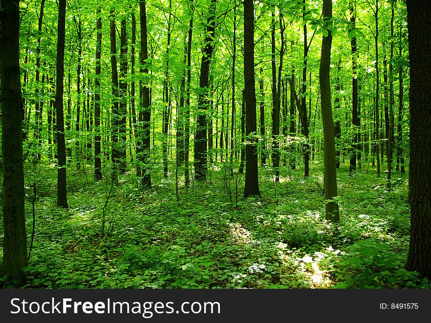 Green forest background in sunny day. Green forest background in sunny day