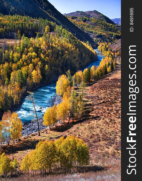 A river is surrounded by the birch forest on the mountain,xinjiang,china.